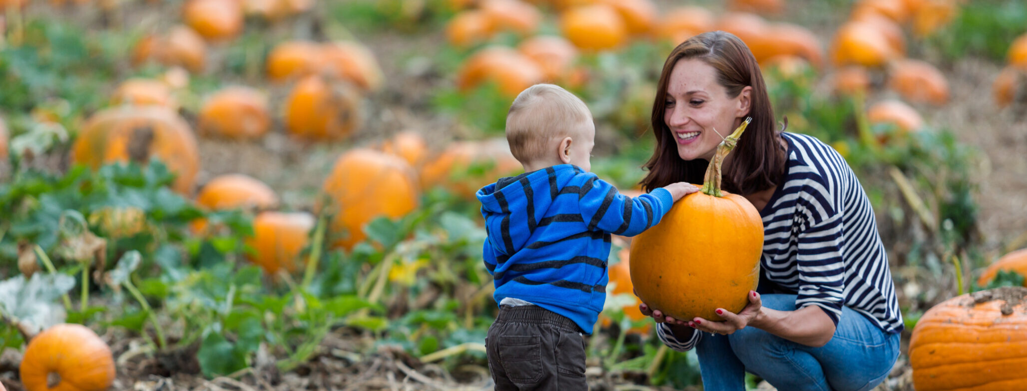 pumpkin patch risks and how to mitigate them