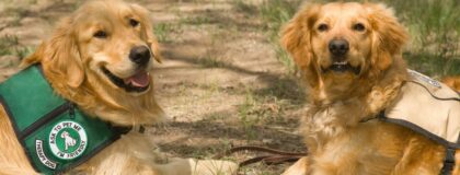 Therapy Dog Training Tips